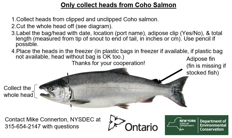 Coho Head Collection for OMNRF and NY DEC – St. Catharines Game & Fish  Association